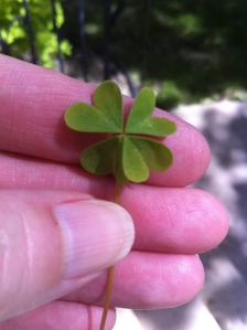 Power of the Clover!