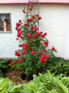 Enjoying the beauty around you.