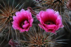 desert_flower