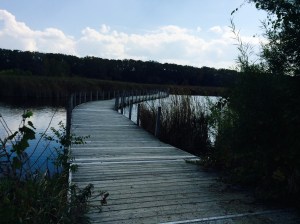 One of my favorite running spots, the nature center near my home (with nobody to laugh at my pace except the ducks and the deer).